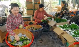 Nhân rộng diện tích trồng vú sữa xuất khẩu sang Mỹ lên 70ha