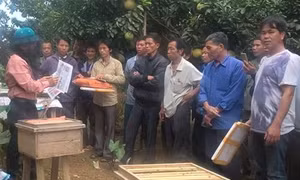 Kỹ thuật chống rét cho ong