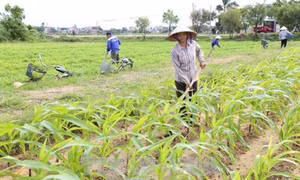 Các biện pháp kỹ thuật cần chú ý trong sản xuất cây trồng vụ đông
