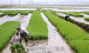 Kỹ thuật tưới lúa ướt khô xen kẽ