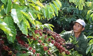 Các tỉnh Tây Nguyên sử dụng phần lớn giống mới để trồng tái canh cà phê