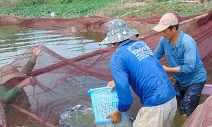 Kỹ thuật vận chuyển cá giống