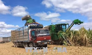 Ngành mía đường tỉnh Gia Lai trước sức ép hội nhập