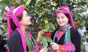 Hội trà hoa vàng ở huyện Ba Chẽ quảng bá, tôn vinh cây dược liệu quý