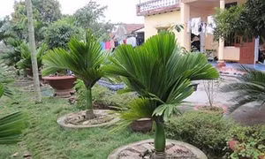 Kỹ thuật trồng cây cau lùn
