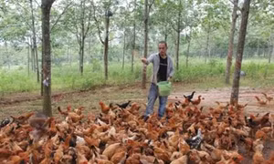 Xây dựng thương hiệu cho đặc sản “Gà Cùa”