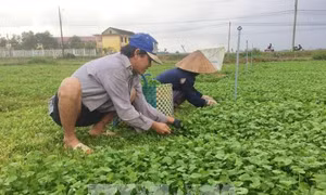 Trồng rau má giúp nông dân Quảng Thọ cải thiện đời sống