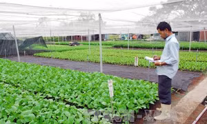 Nông nghiệp hữu cơ: Thực trạng và định hướng phát triển (Bài 3 và hết)