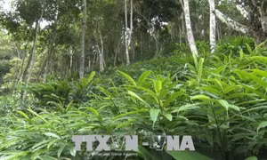 Triển vọng trồng cây sa nhân tím tại vùng sâu biên giới Sơn La