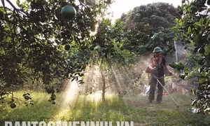 Cây Cam ở Con Cuông