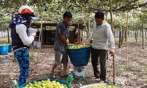Trồng táo trong nhà lưới mang lại hiệu quả cao