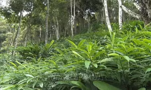 Sơn La khuyến khích doanh nghiệp đầu tư phát triển kinh tế rừng 