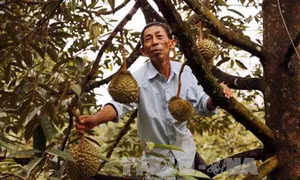 Nông dân Đạ Huoai chuyển đổi sang cây trồng có thu nhập cao