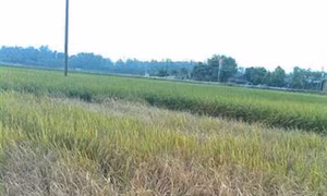 Phòng trừ rầy nâu cuối vụ