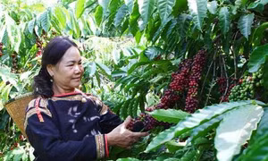 Đắk Lắk khuyến cáo tránh tình trạng trồng xen canh cây ăn quả ồ ạt trong vườn cà phê