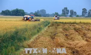 Kiên Giang được mùa lúa Đông Xuân