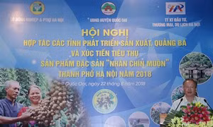 Hà Nội quảng bá, xúc tiến tiêu thụ đặc sản nhãn chín muộn