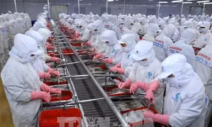 Ngành tôm Việt Nam đối mặt áp lực nguồn cung