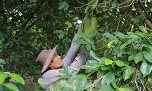Phát triển cây mãng cầu xiêm trên đất cù lao Tân Phú Đông