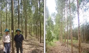 Kỹ thuật trồng Bạch đàn nâu