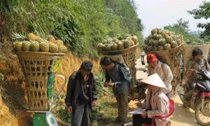 Loại trừ nguyên nhân sâu bệnh và thuốc bảo vệ thực vật làm dứa thối tại Bản Lầu- Lào Cai