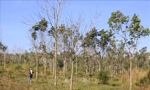 Dự án chuyển đổi 50.000 ha rừng nghèo sang trồng cao su tại Gia Lai 