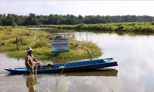 Kiên Giang thử nghiệm thành công mô hình nuôi ghép cá nâu với tôm sú thương phẩm