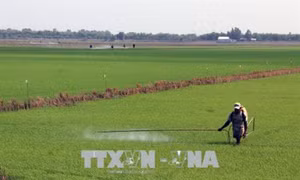 Kiên Giang ngăn chặn bệnh vàng lùn - lùn xoắn lá trên lúa Hè Thu