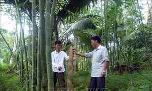 Trồng tre lấy măng giúp nông dân Sơn Phú thoát nghèo