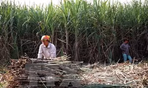 Người nông dân Long An lại lao đao từ cây mía