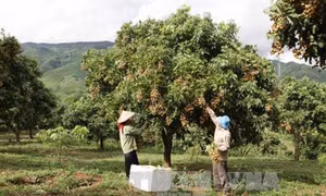 Xử lý nhãn chậm ra hoa