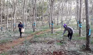 Bình Phước trồng gần 3.500 ha cao su để tạo quỹ an sinh xã hội