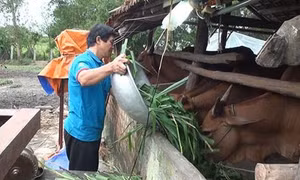 Cho vay vốn ở vùng đồng bào dân tộc thiểu số tỉnh Phú Yên