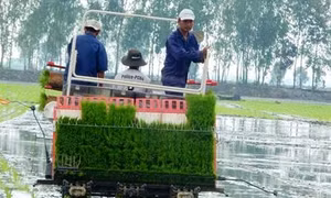 Máy cấy lúa giúp giảm lượng giống