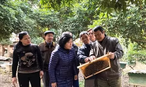 Nữ kỹ sư Hoàng Thị Bình gắn bó với đồng bào dân tộc Nùng