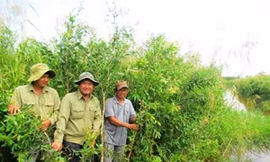 Cà Mau mở rộng diện tích cây keo lai
