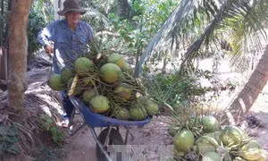 Công bố chỉ dẫn địa lý “Bến Tre” cho dừa tươi uống nước xiêm xanh và bưởi da xanh