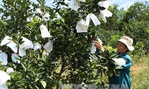 Ứng dụng công nghệ cao trong trồng cam ở Nghệ An