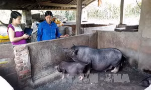 Rà soát chính sách tăng cường cán bộ trí thức trẻ về 61 huyện nghèo