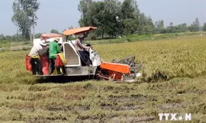 Sóc Trăng chủ động trữ nước ngọt phục vụ lúa và rau màu vụ Hè thu