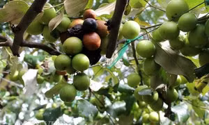 Khắc phục tình trạng táo rụng quả, táo thối quả