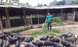 Kỹ thuật chọn lợn rừng giống