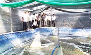 Nông dân Long An gặp khó khăn khi đến với nuôi tôm công nghệ cao