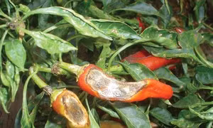 Phòng trừ bệnh thán thư hại ớt