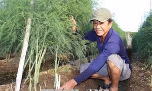 Trồng măng tây xanh trên đất cát cho hiệu quả kinh tế cao ở Ninh Thuận