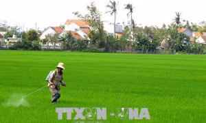 Thuốc bảo vệ thực vật như dao hai lưỡi