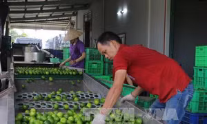 Đầu tư nguồn nhân lực chất lượng cao cho hợp tác xã nông nghiệp