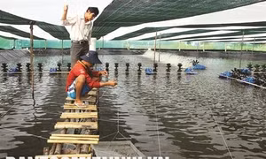 Cà Mau xây dựng liên kết chuỗi trong nuôi tôm