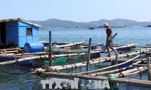 Quy định quản lý nuôi trồng thủy sản bằng lồng, bè vùng ven biển Phú Yên