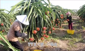 Tháo gỡ khó khăn cho vùng chuyên canh thanh long